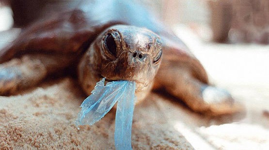 Plástico: O vilão dos oceanos