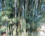 Bambusa tuldoides 4