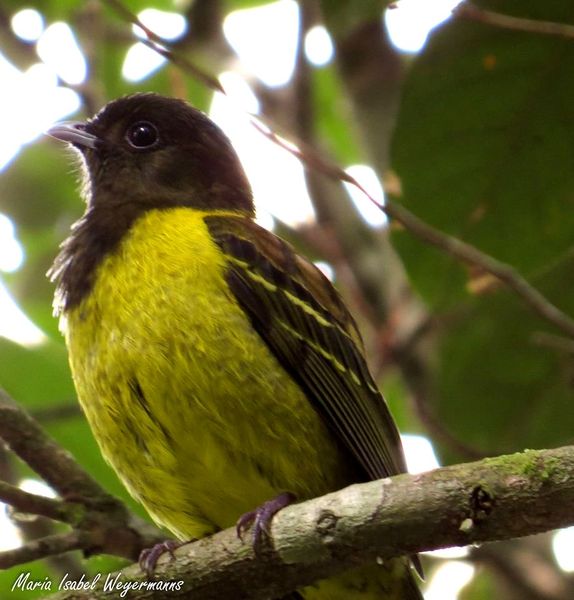 Carpornis Cucullata Swainson 1821 Corococho Compendio Online Gerson Luiz Lopes