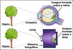 Figura 2 - Como se forma a imagem no olho humano. (www.fotoselentes.blogspot.com.br)