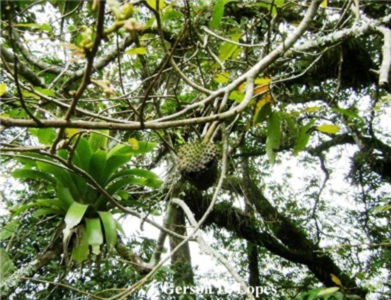 Annona sericea Dunal, Cortiça, ouriço, pinha-da-mata | Compêndio Online ...