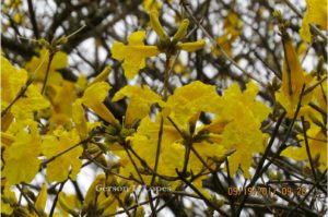 Handroanthus umbellatus Sond Mattos Ipê do brejo ipê da várzea Compêndio Online Gerson